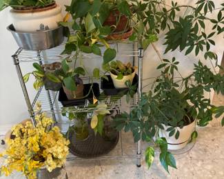Plants