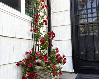 Climbing potted plant
