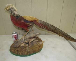 Golden Pheasant Taxidermy 