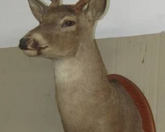 Taxidermy Deer Head