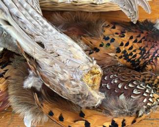 Taxidermy Pheasant Bird Mounts, Multi-colored, Includes Basket