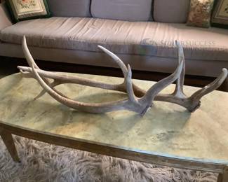 White-tailed Deer Antlers, 6 Points