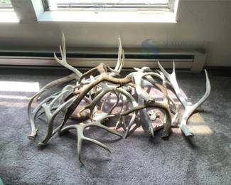 Mixed Deer and Elk Antlers Collection, Approx. 15 Pieces, Various Sizes