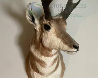 Pronghorn Antelope Shoulder Mount, Wall Mount, Real Hide and Horns