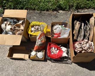 Sea Shells and Driftwood Collection, Various Conches, Sand Dollars