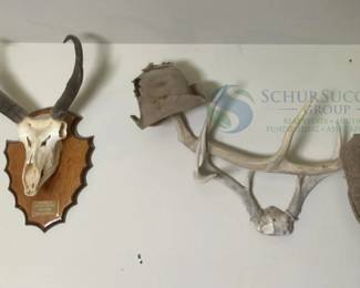 Mounted Common Eland Skull on Wood Plaque, Mule Deer Antlers