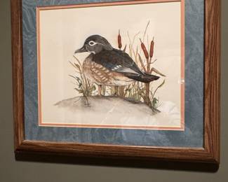 Duck pictures