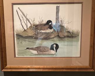 Duck pictures