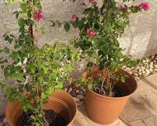 Potted Plants