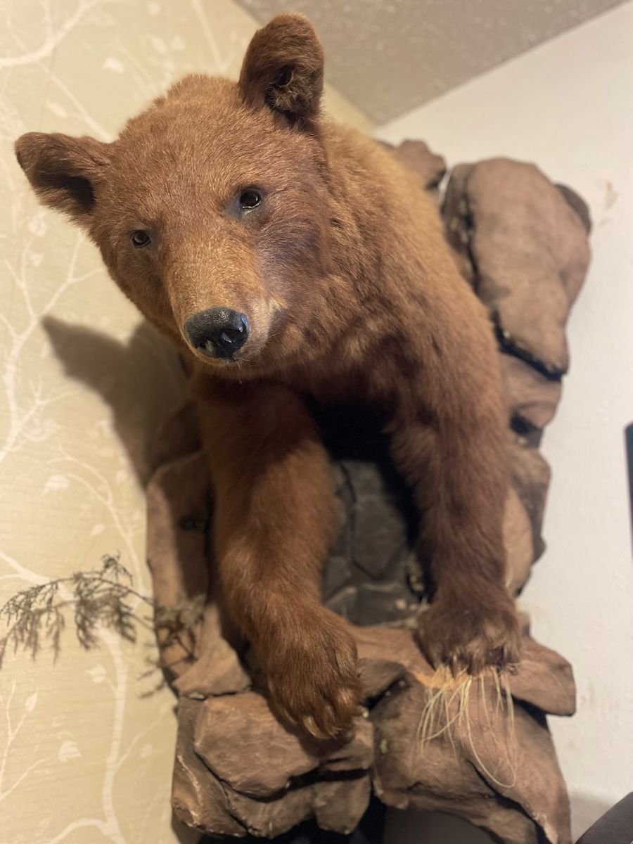 Magnificent Brown Bear Mount
