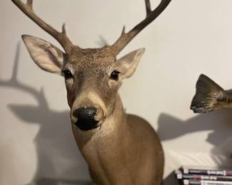 Vintage Whitetail deer mount
