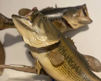 Largemouth bass fish mount