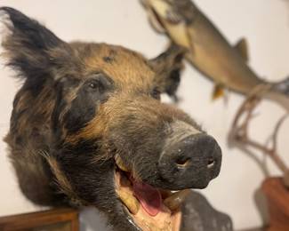 Who wouldn't want this big guy looking at you everyday! Spectacular Trophy Mount