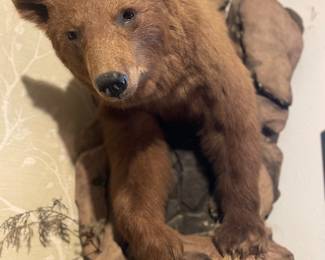 Magnificent Brown Bear Mount