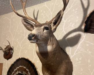 Large Mule Deer Mount and Turkey feathers