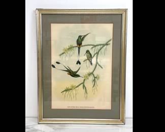 Lot 4656 Vintage Antieke John Gould Hummingbird Bird Print Wall Art
