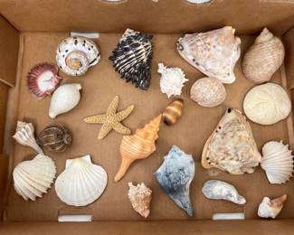 Lot 4532 Natural Curiosities Sea Shells