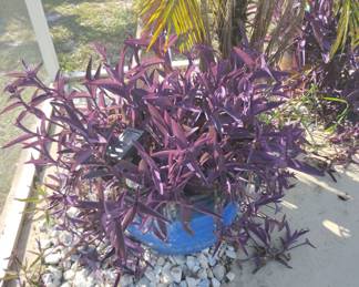 Rescue Plants looking for new home. $30