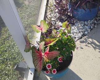 Caladiums. $20