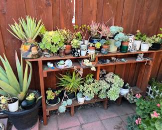 Plants for sale