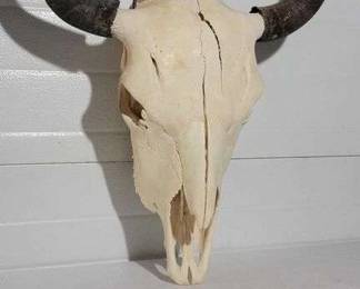 1 Buffalo Bison Skull