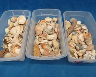 Lot 289. Seashells