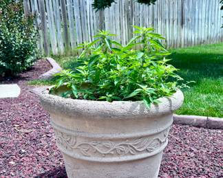 Concrete Planter