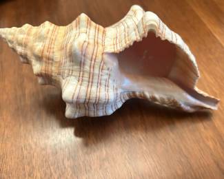 Horse Conch Shell 