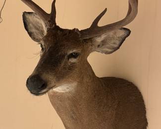 Taxidermy Deer Mount