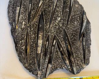 Orthoceras Fossil