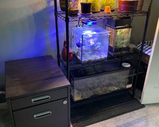 file cabinet, tanks with frogs, geckos, and fish