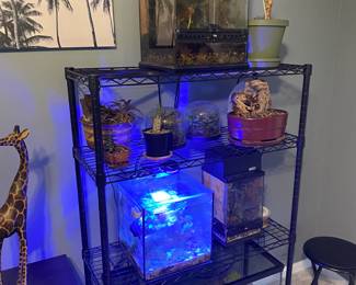 fish