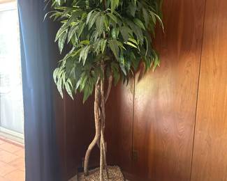 Large fake ficus tree