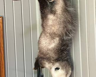 Taxidermy possum