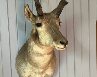 Prong horn sheep taxidermy