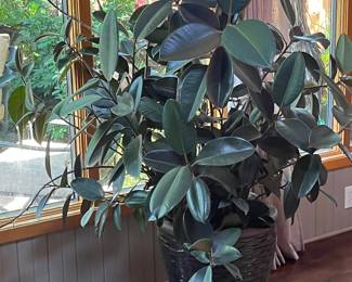 Rubber plant large at least 5 feet tall probably 6 feet tall. We have many many other large plants available at this sale beautiful things pictures coming up.