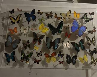 Amazing Butterfly Collection