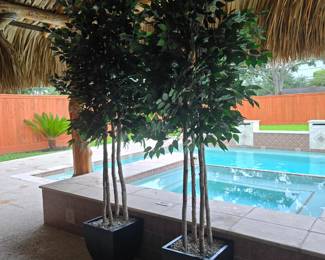 large silk, Ficus trees