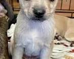 This is Ollie are new mascot, born on Christmas Eve. He is a handful he will be coming to some of the sales next year. 
