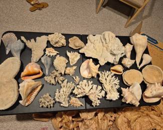 THE best shell collection I've seen in Indiana 