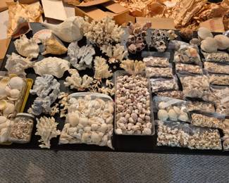 THE best shell collection I've seen in Indiana 