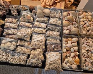 THE best shell collection I've seen in Indiana 
