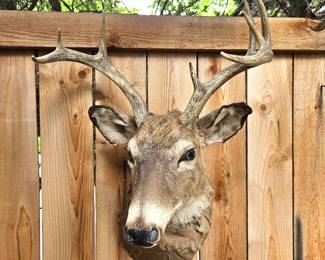 Authentic Taxidermy Wall Mounted Deer Head 32" Tall x 20"W