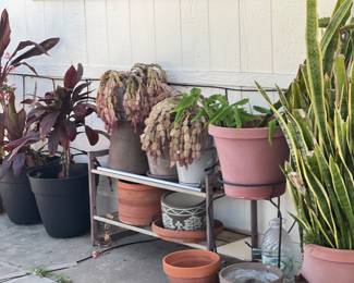 A sample of the plants and pots for sale