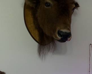Buffalo calf (mounted at powwows)