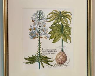 Lilium Montanum Botanical Print