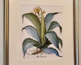 Aloe Americana Botanical Print