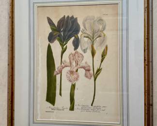 "Irises" Botanical Print