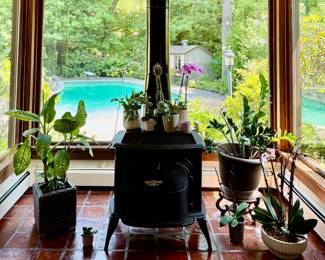 House Plants