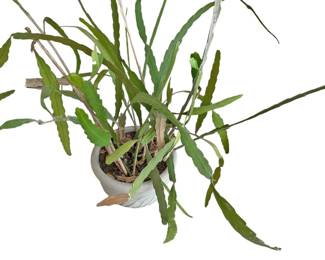Queen of the Night Cactus and Pot